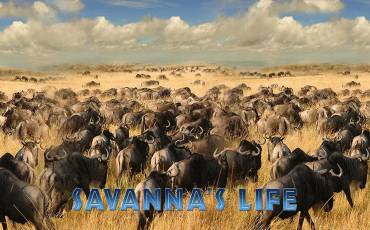 Игровой автомат Savanna`s Life